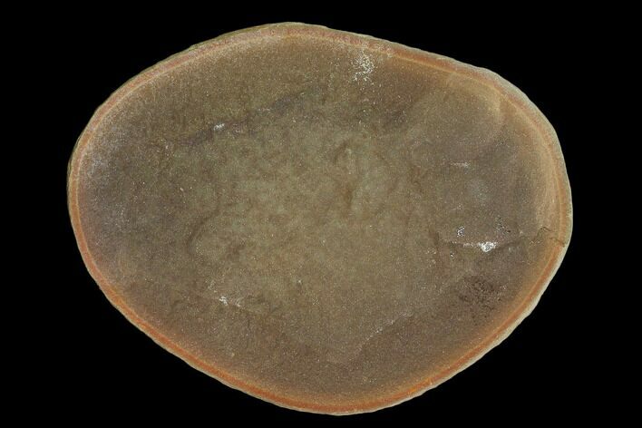 Fossil Jellyfish (Essexella) In Ironstone, Pos/Neg - Illinois #120912